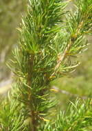 Image of Cliffortia paucistaminea var. australis C. Whitehouse