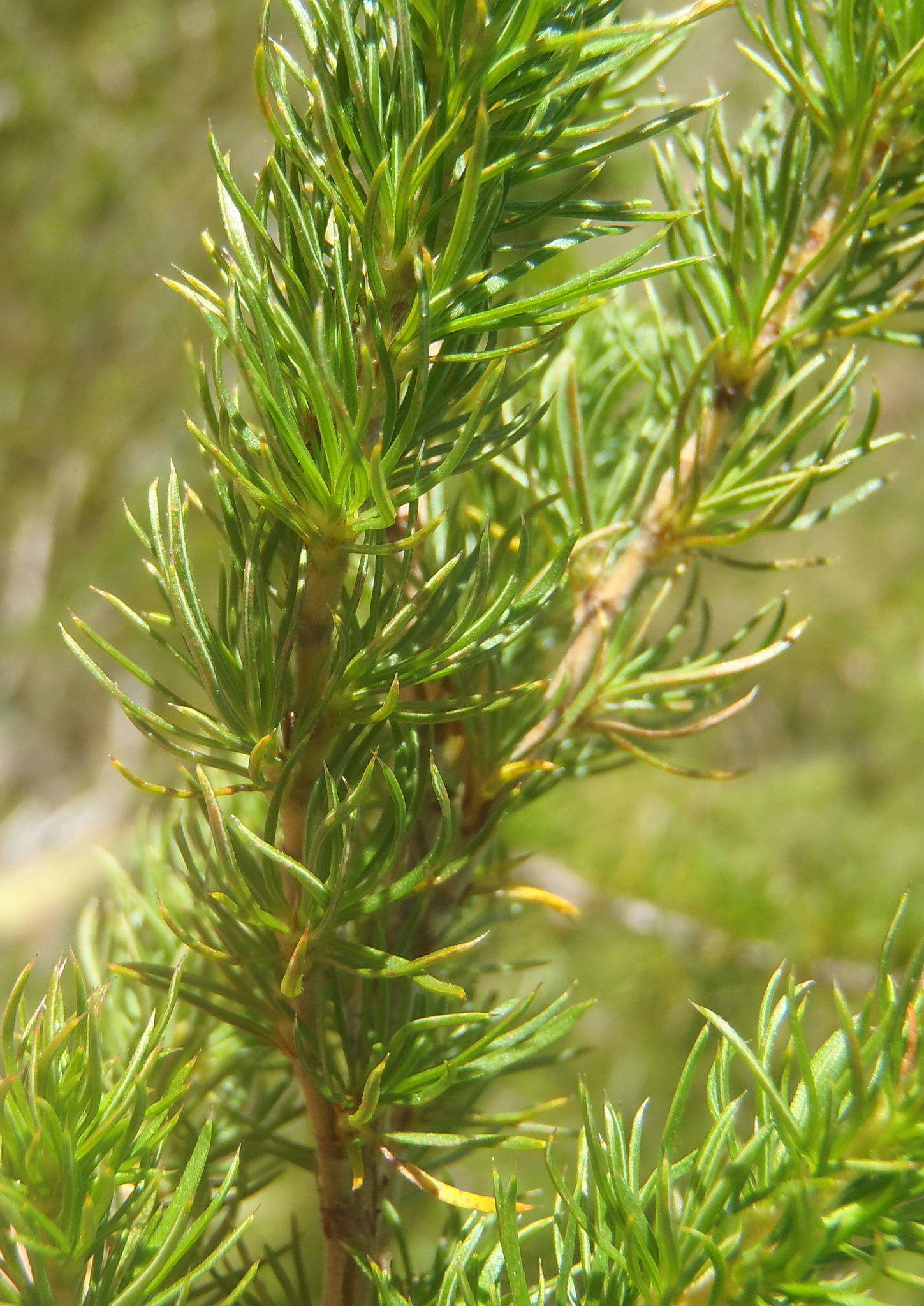 Image of Cliffortia paucistaminea var. australis C. Whitehouse