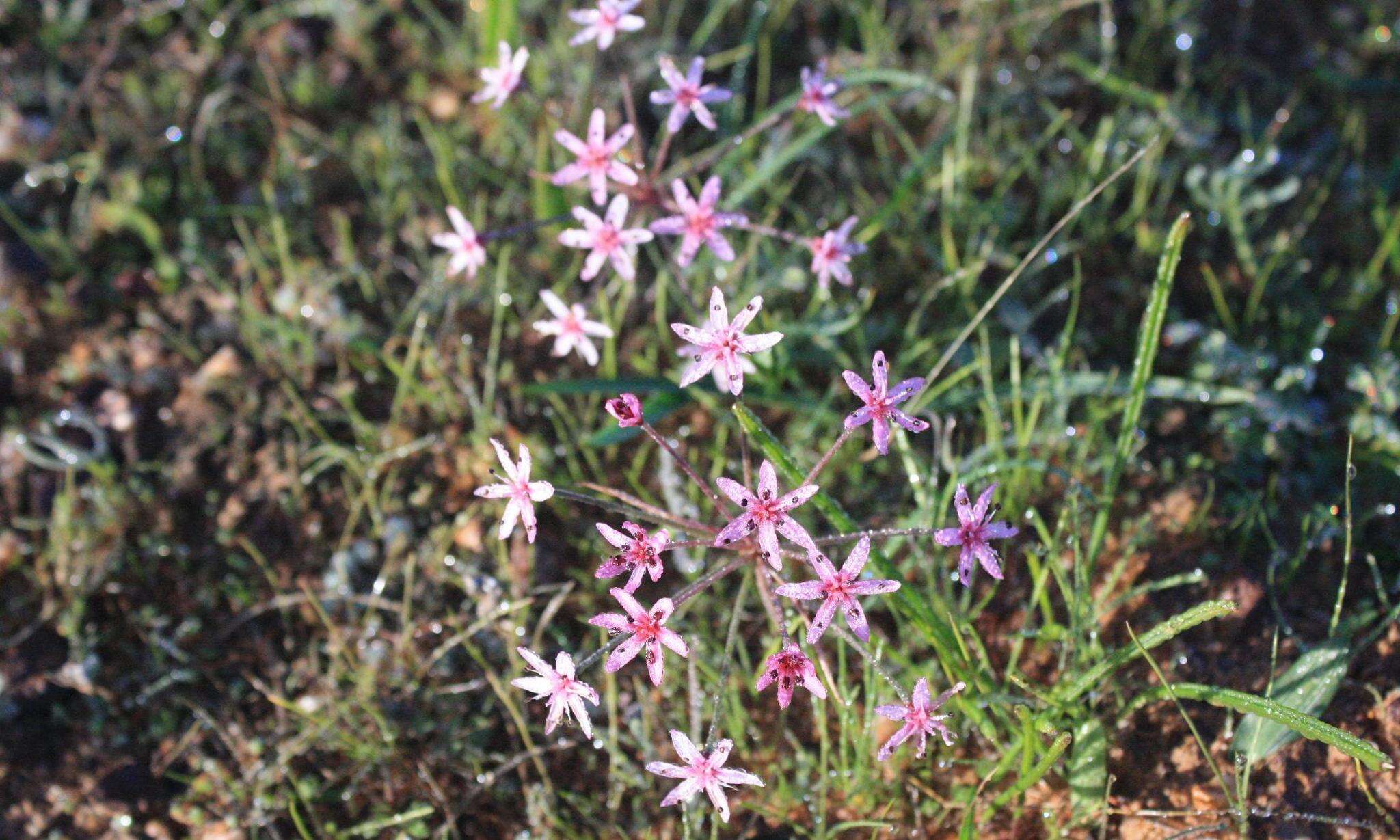 Image of Hessea stellaris (Jacq.) Herb.