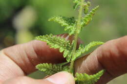 Image of Woodsia mollis (Kaulf.) J. Sm.