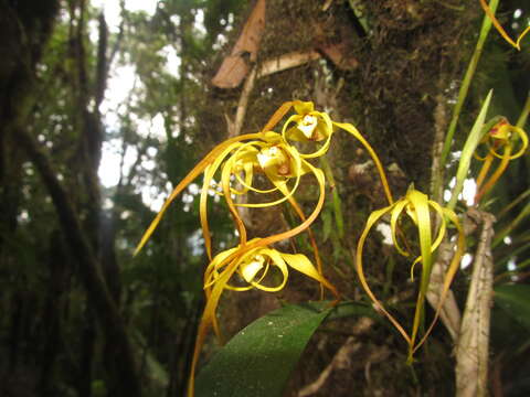 Image of Maxillaria lepidota Lindl.