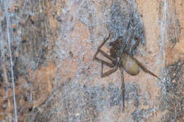 Image of Brown Recluse
