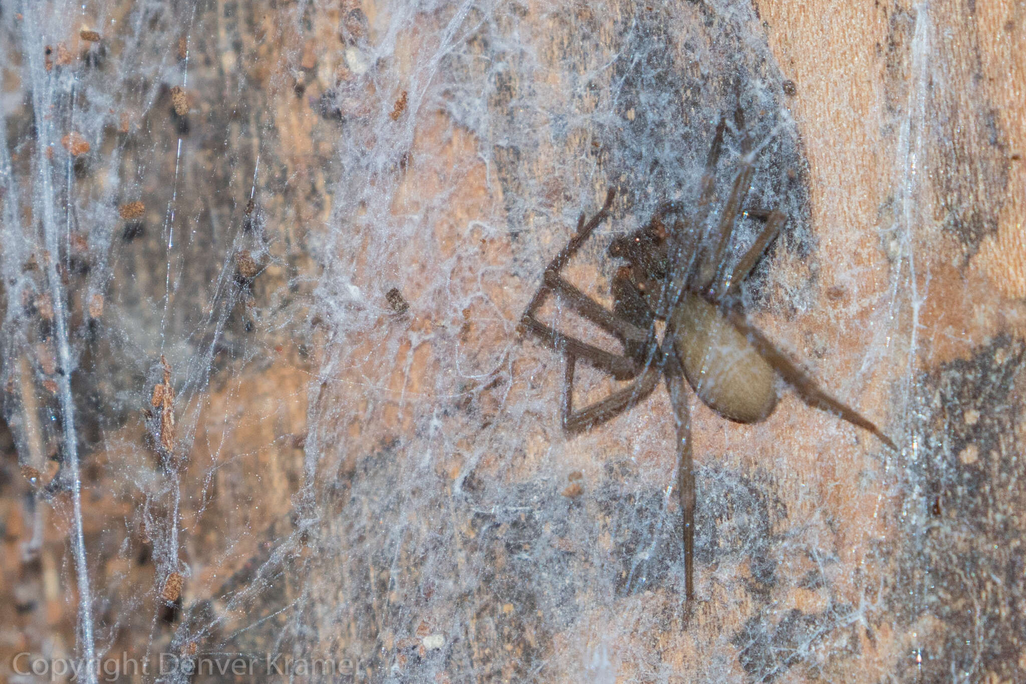 Image of Brown Recluse