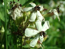 Image of Microbotryum saponariae M. Lutz, Göker, Piątek, Kemler, Begerow & Oberw. 2005