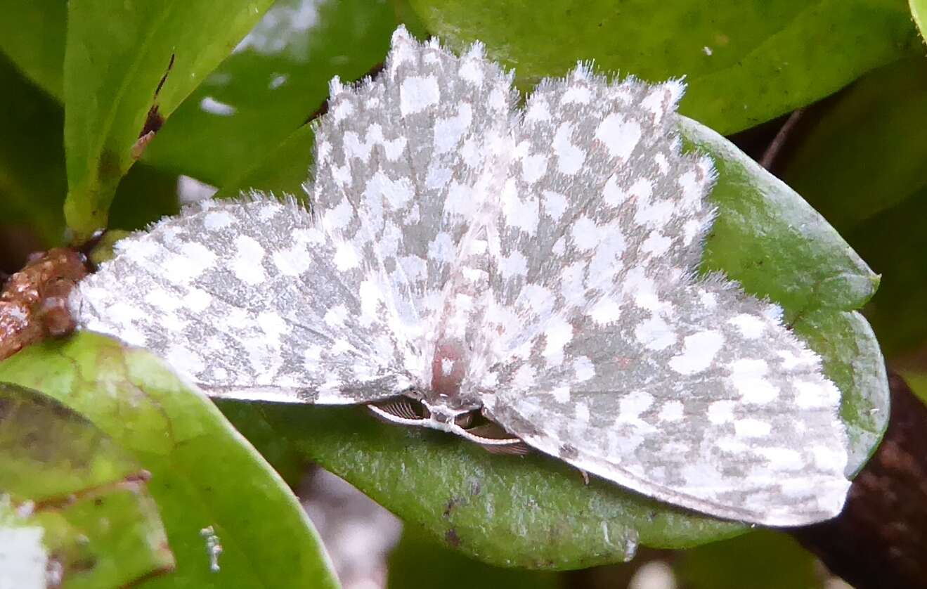 Image of Berta chrysolineata Walker 1863