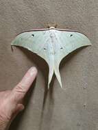 Image of Actias ningpoana Felder & C. 1862