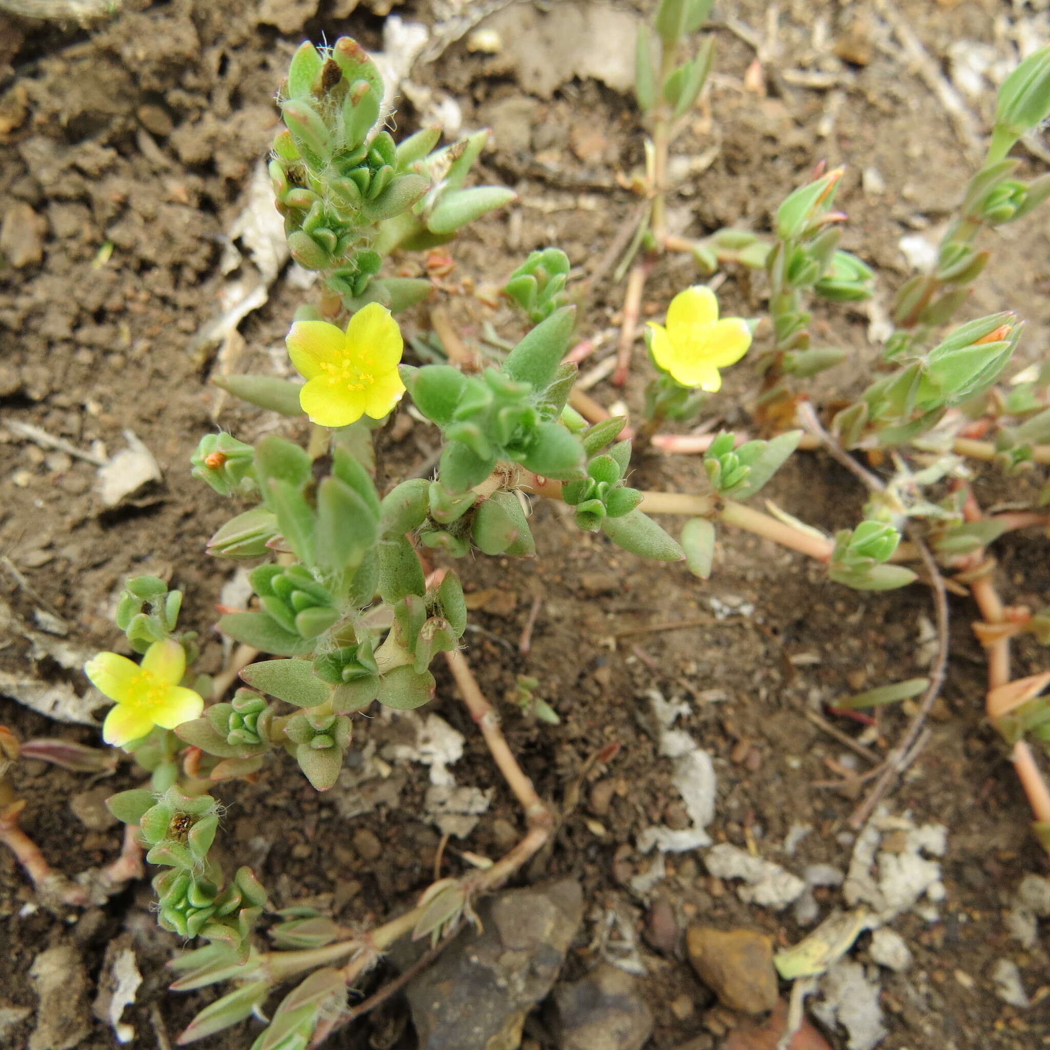 Sivun Portulaca quadrifida L. kuva