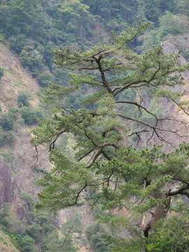 Image of Taiwan White Pine