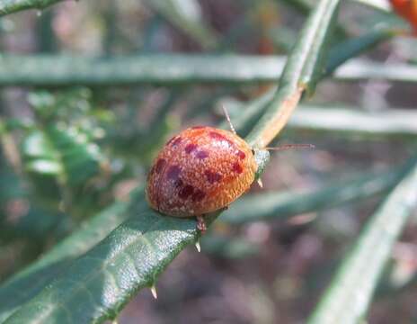 Imagem de <i>Paropsis obsoleta</i>