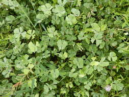 Image of Big-Foot Water-Clover