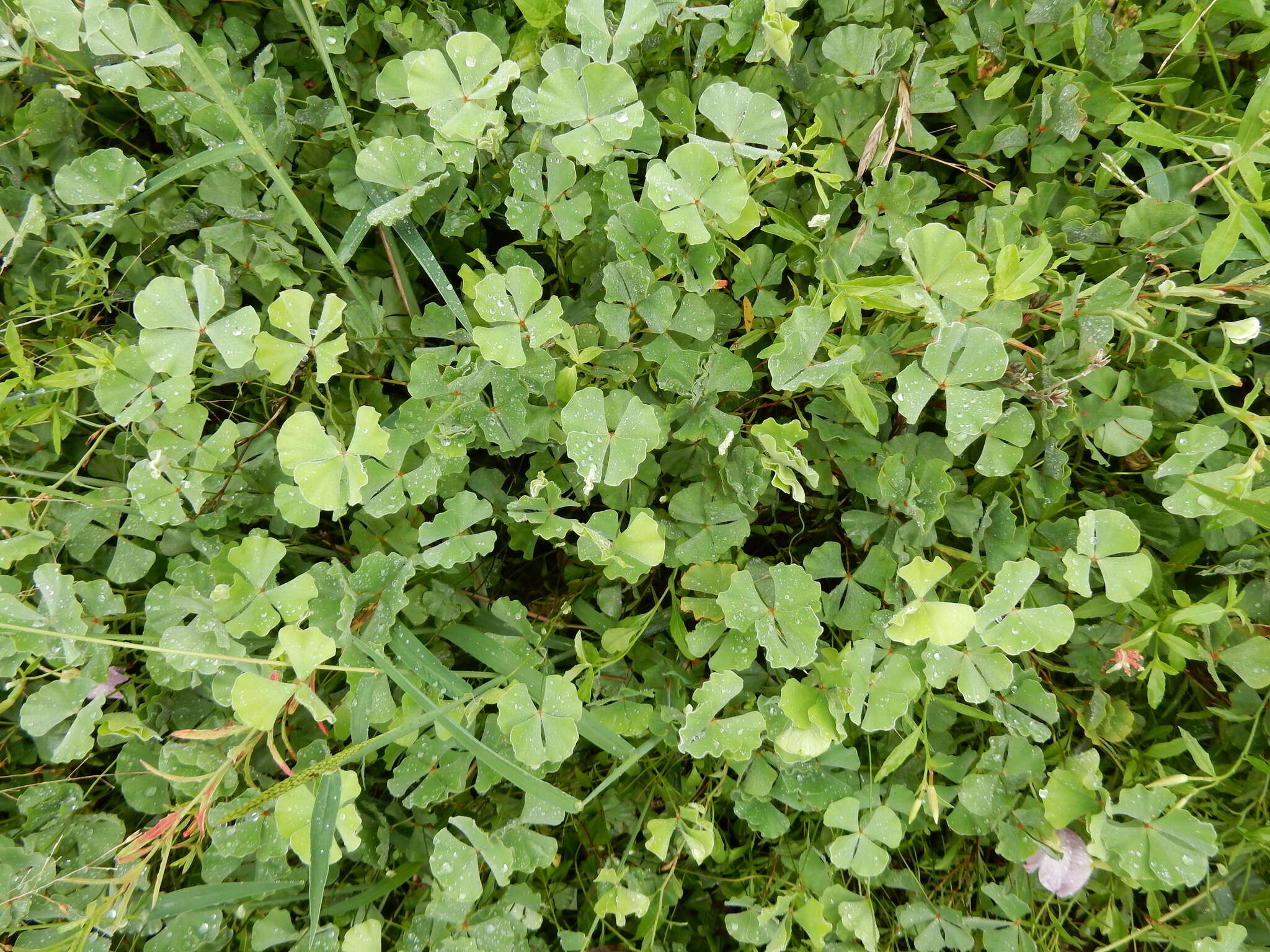 Image of Big-Foot Water-Clover