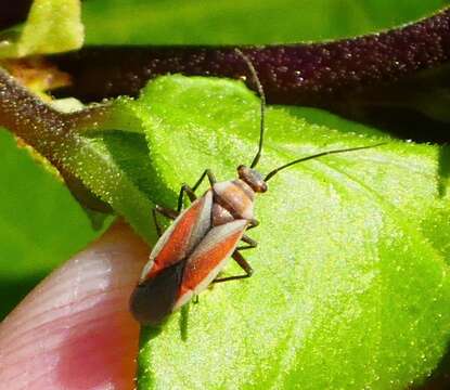 Imagem de Lopidea marginata Uhler 1894