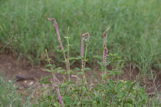 Image of Chaff-flower