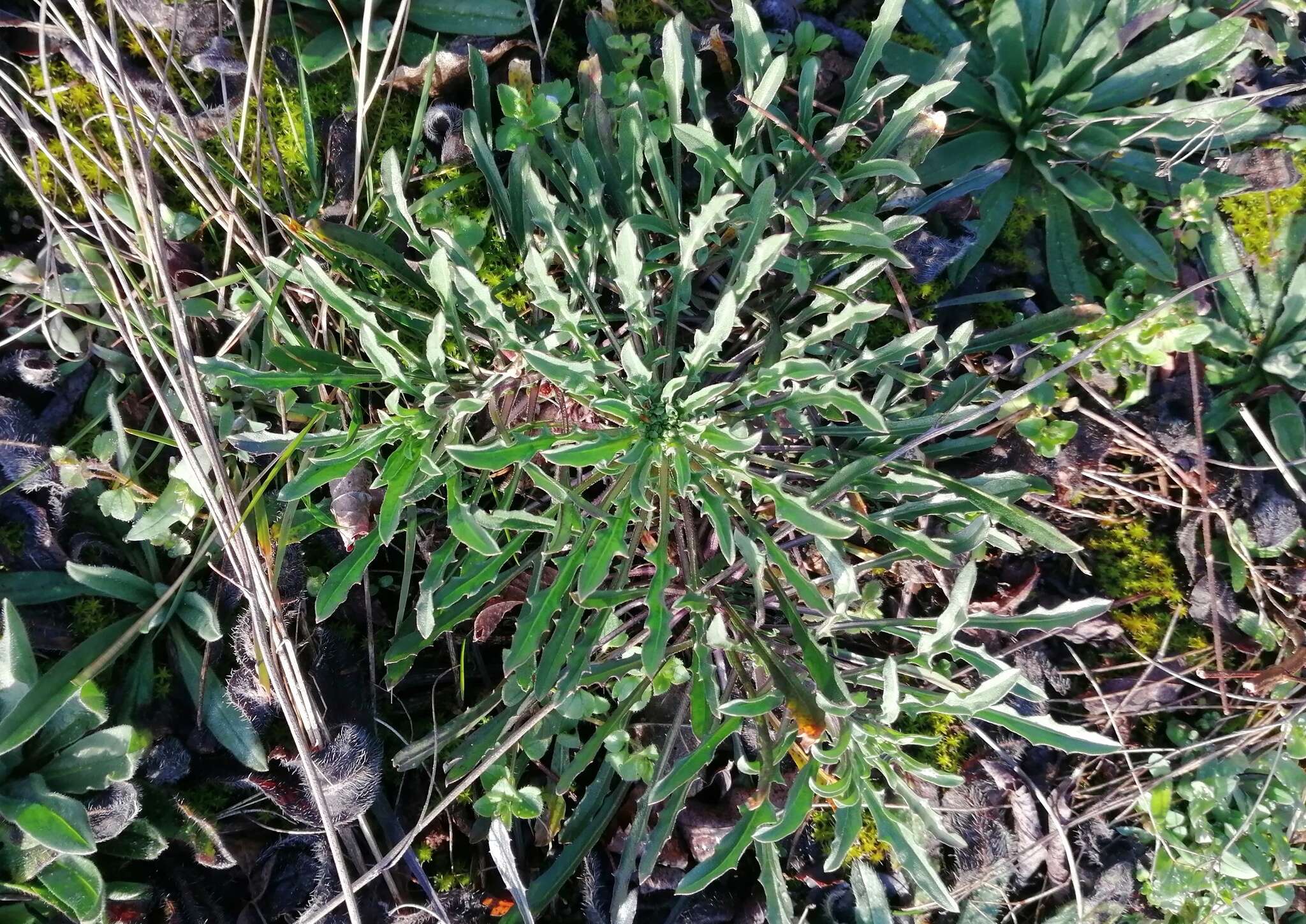 Image of Erysimum crepidifolium Rchb.