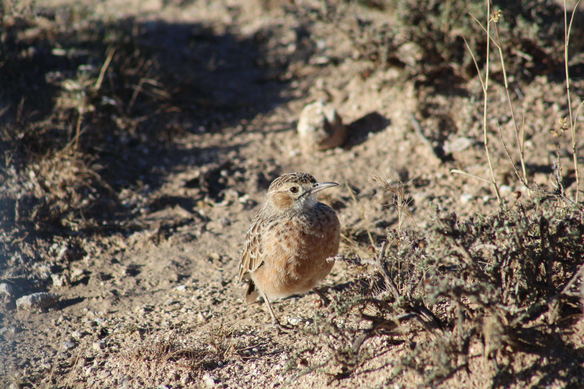 Imagem de Chersomanes albofasciata albofasciata (Lafresnaye 1836)