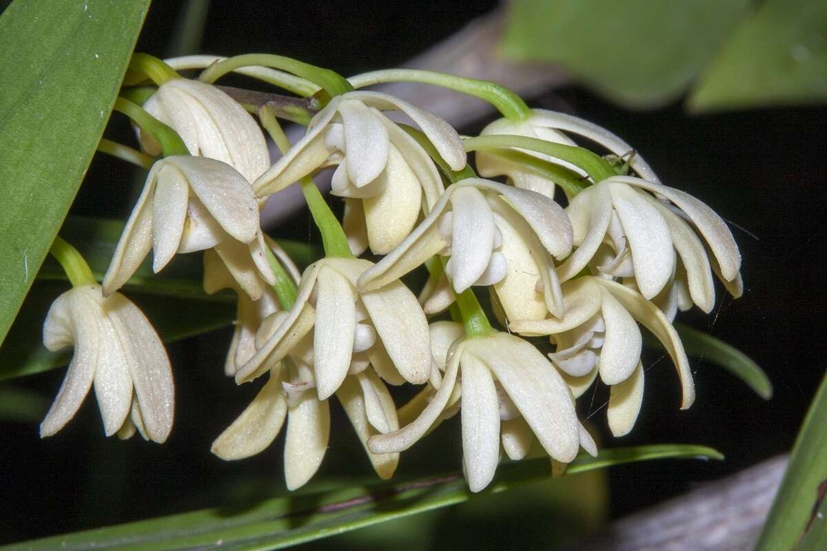 Слика од Dendrobium gracilicaule var. howeanum Maiden