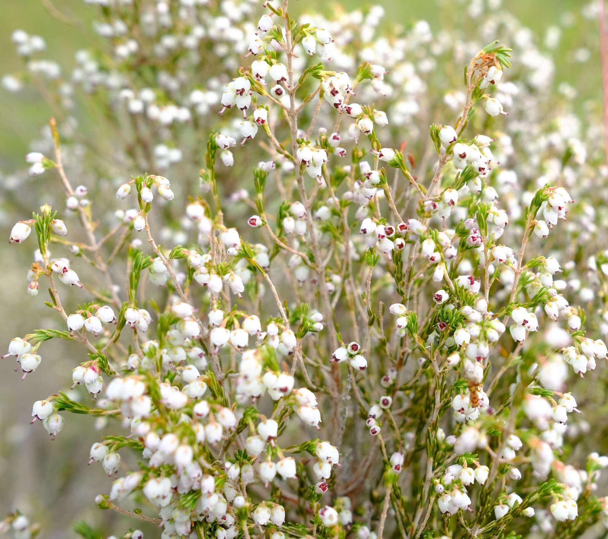 Imagem de Erica drakensbergensis Guthrie & Bolus