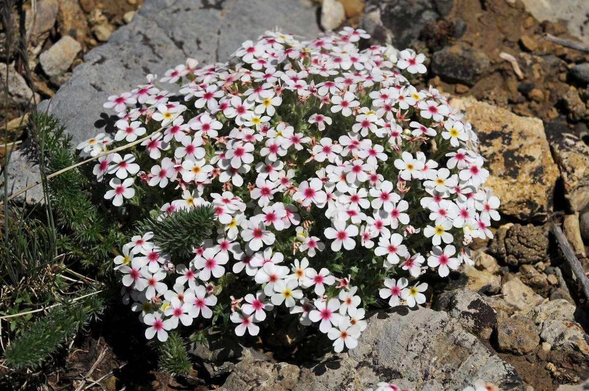 Image of Androsace sericea Ovczinn.