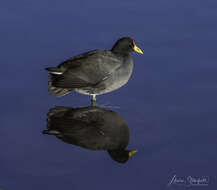 Image of Rallidae