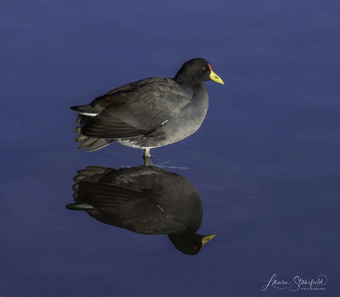 Image of Rallidae