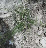 Image of Fendler's sandwort