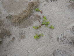Image of seaside sandplant