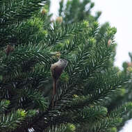 Image of Araucaria Tit-Spinetail