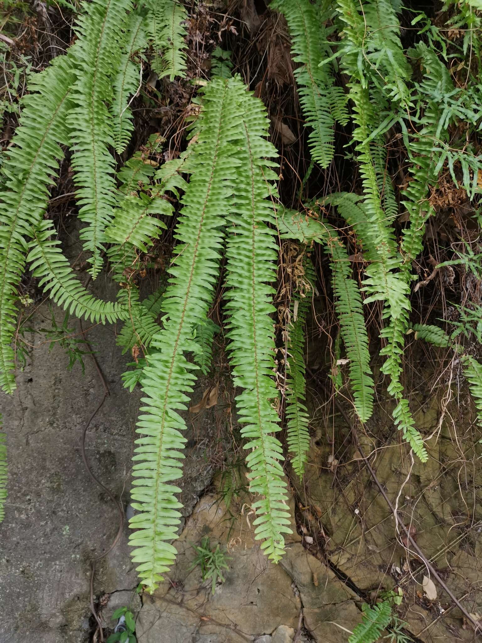 Слика од Nephrolepis copelandii W. H. Wagner