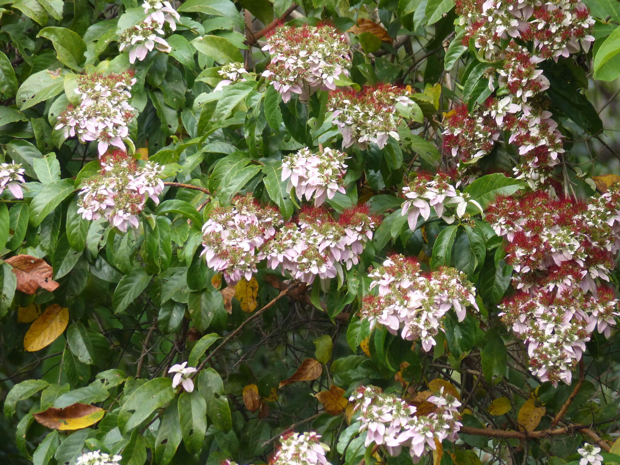 Image de Combretum racemosum Beauv.