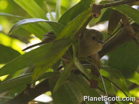 Image of Large-billed Scrubwren