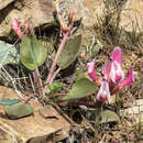 Image of Astragalus supervisus (Kuntze) Sheld.