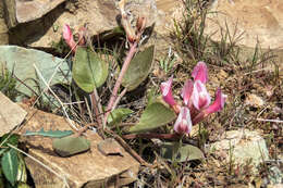 Image of Astragalus supervisus (Kuntze) Sheld.