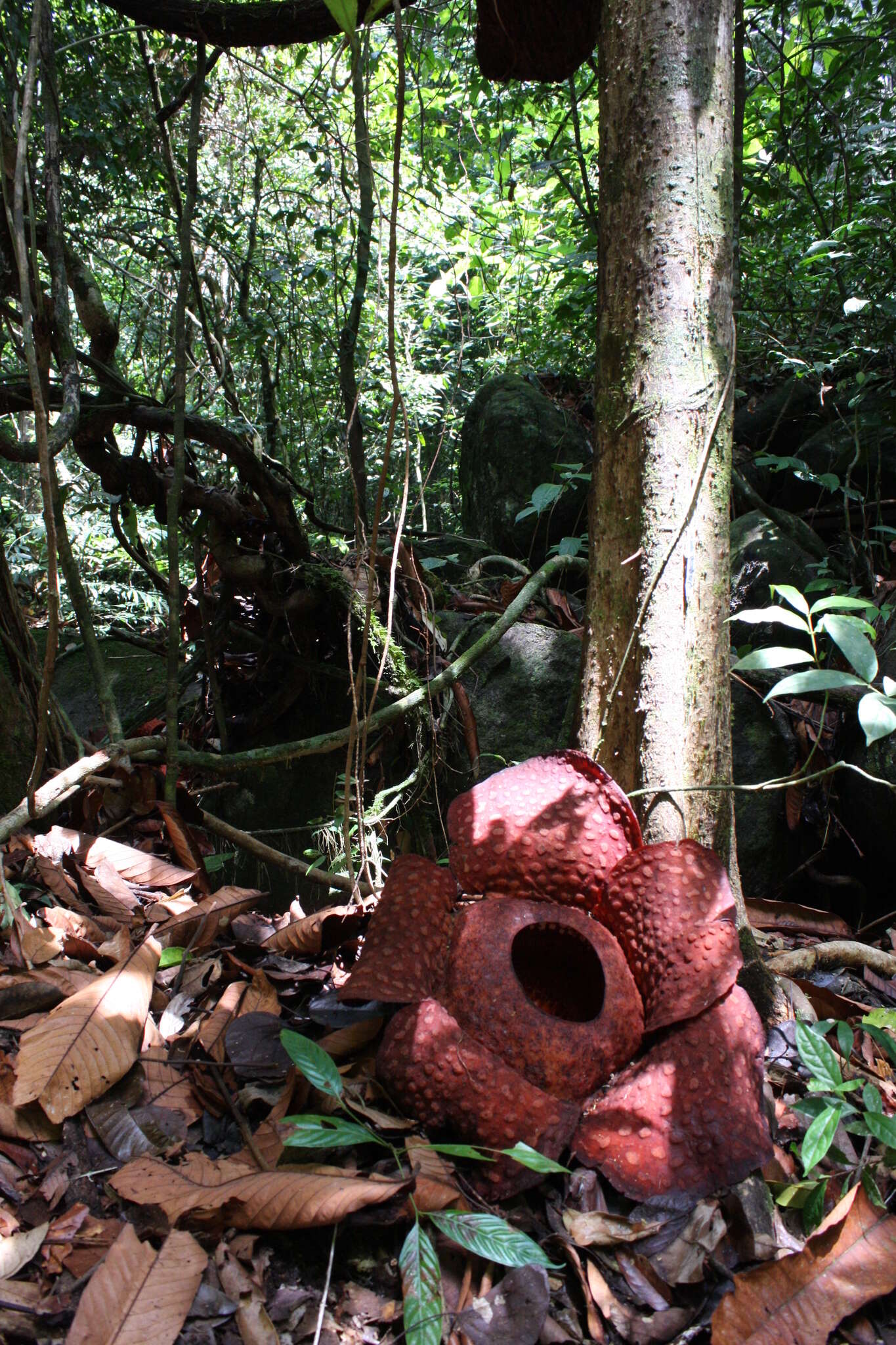 Image of Rafflesia tuan-mudae Becc.