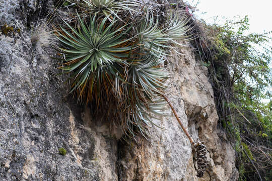 Imagem de Puya glomerifera Mez & Sodiro