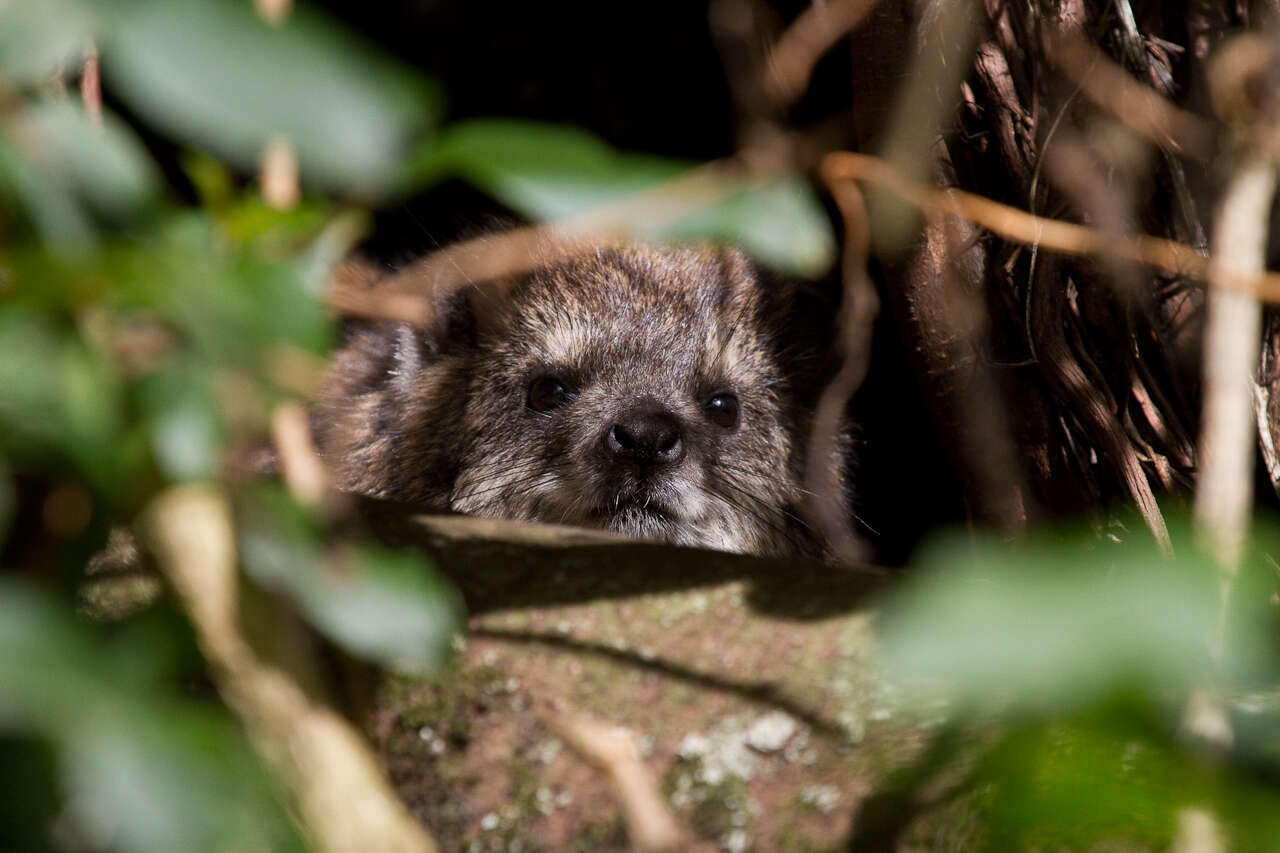 Image of Tree hyrax