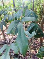 Plancia ëd Aristolochia kaempferi Willd.