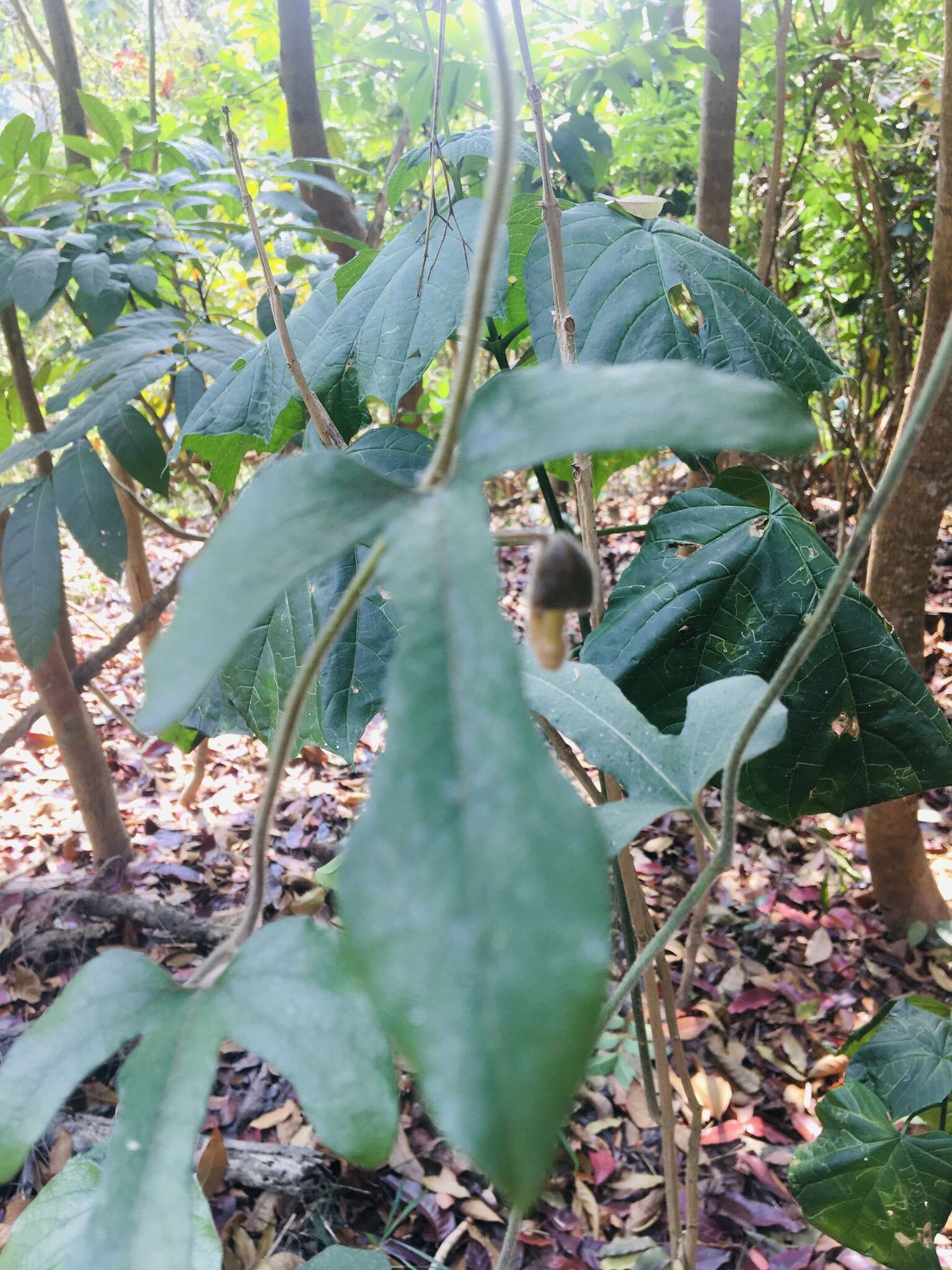 Plancia ëd Aristolochia kaempferi Willd.