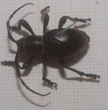 Image of Long-horned beetle