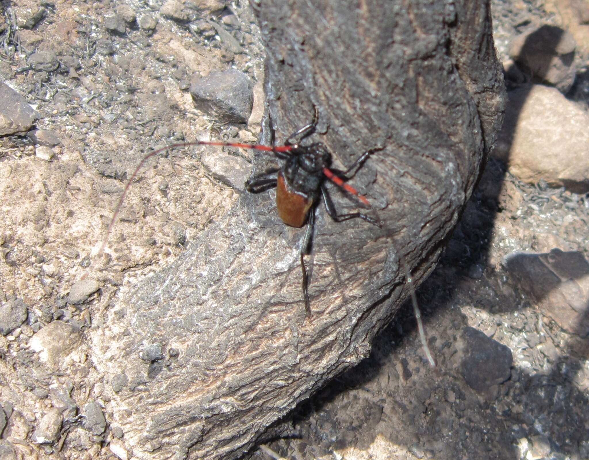 Image of Tragidion gracilipes Linsley 1940