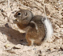 Image of white-tailed antelope squirrel