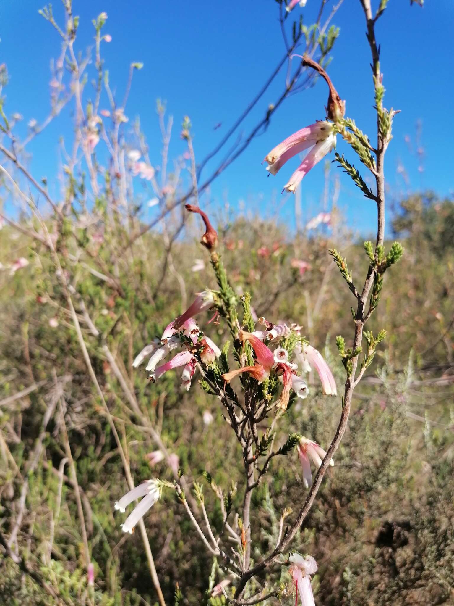 Image of Albertinia Heath