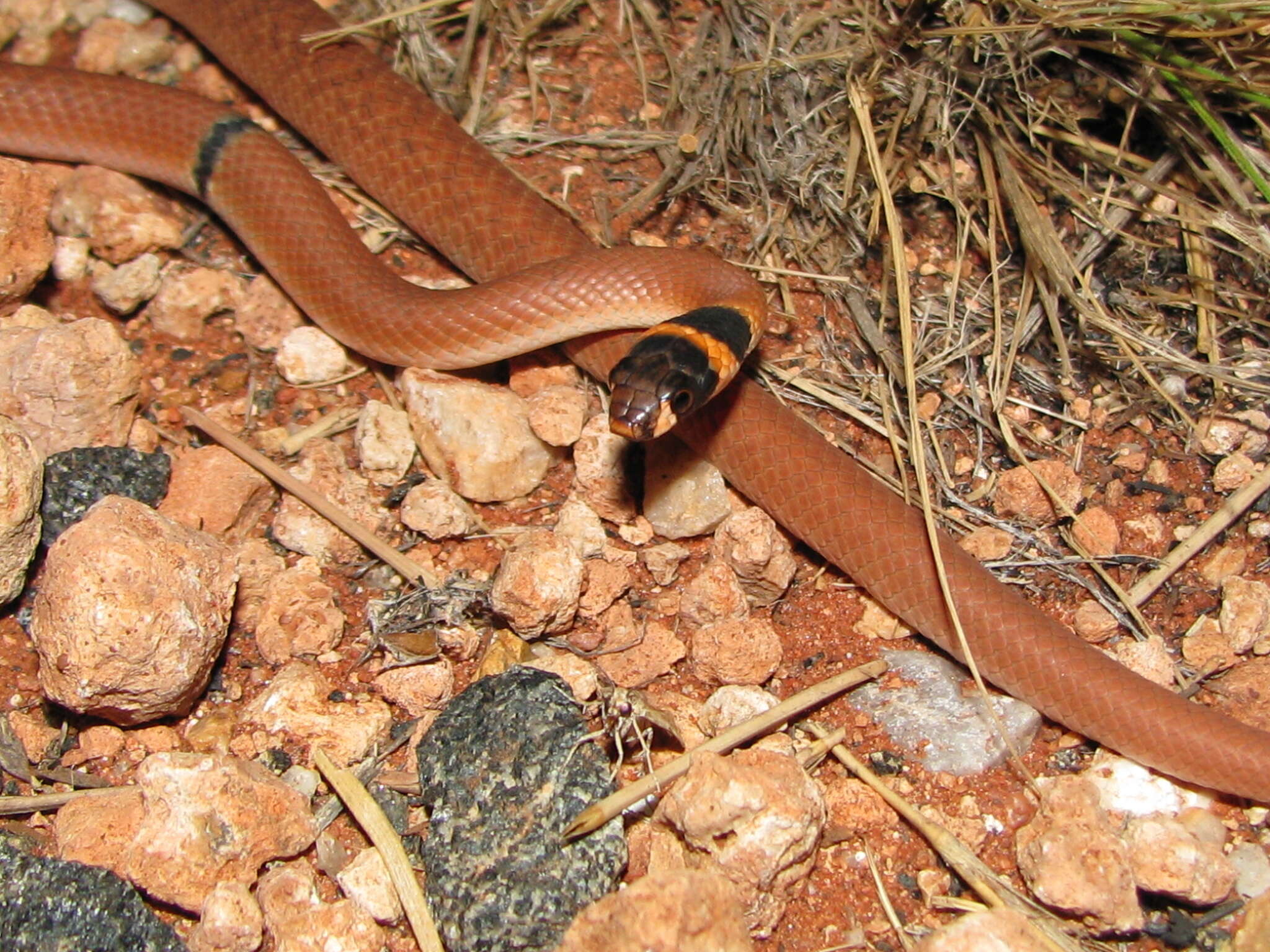 Image of Ringed Brown Snake