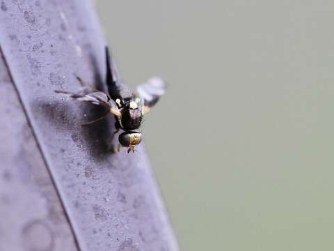 Image of Four-barred Knapweed Gall Fly