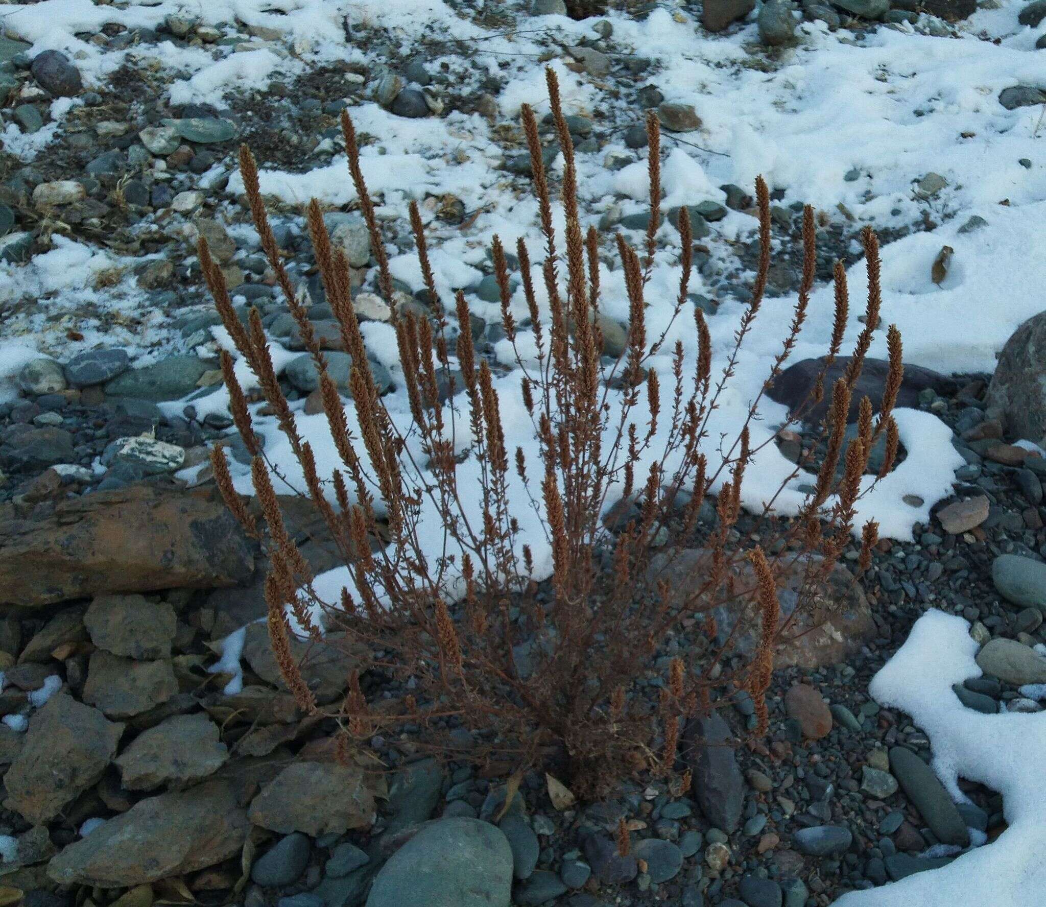 Image de Nepeta annua Pall.