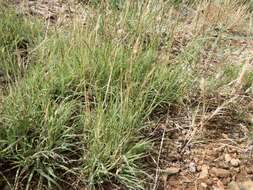 Image of curly-mesquite