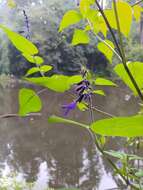 Image de Salvia concolor Lamb. ex Benth.