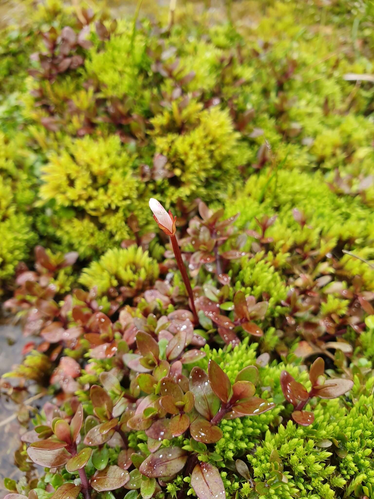 Image of Epilobium macropus Hook.