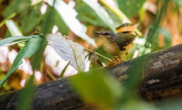 Myiothlypis fulvicauda semicervina (Sclater & PL 1860) resmi