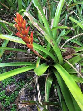 Image of Aechmea catendensis J. A. Siqueira & Leme