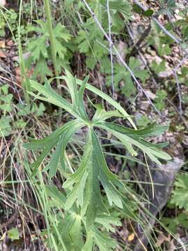 Image of Rocky Mountain larkspur